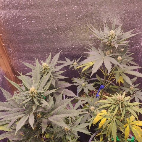 Lemon Haze XXL Auto growlog photo: a días de cortarla, les veo poco engorde 