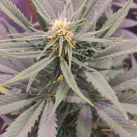 Lemon Haze XXL Auto growlog photo: a días de cortarla, les veo poco engorde 