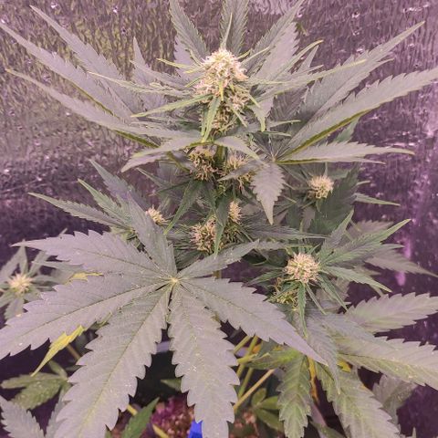 Lemon Haze XXL Auto growlog photo: a días de cortarla, les veo poco engorde 