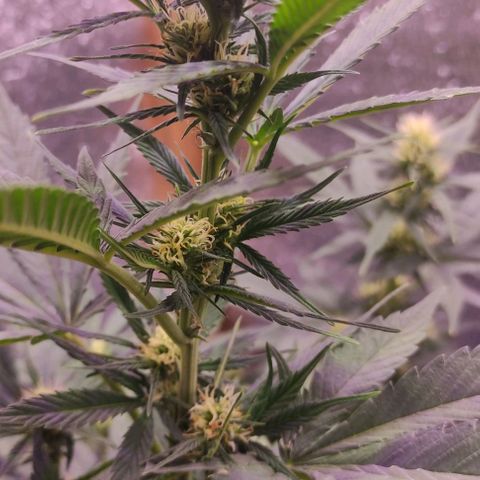 Lemon Haze XXL Auto growlog photo: a días de cortarla, les veo poco engorde 