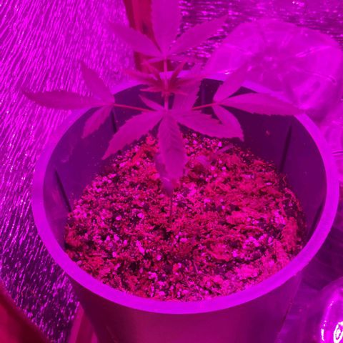 AutoEuforia growlog timeline photo