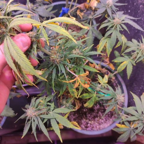 Lemon Haze XXL Auto growlog timeline photo