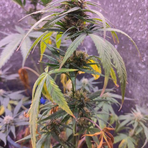 Lemon Haze XXL Auto growlog timeline photo