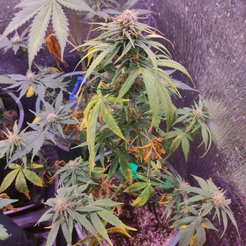 Lemon Haze XXL Auto growlog timeline photo