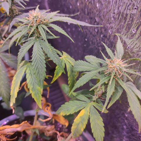 Lemon Haze XXL Auto growlog timeline photo