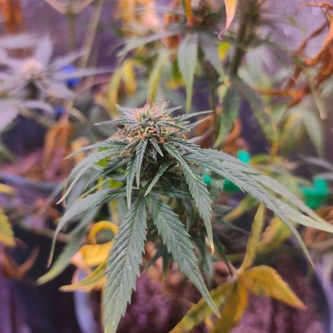 Lemon Haze XXL Auto growlog timeline photo