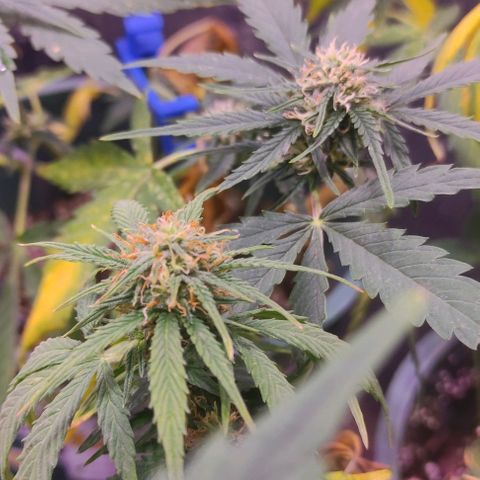 Lemon Haze XXL Auto growlog photo: día 76: último ferti antes de limpieza de raices
