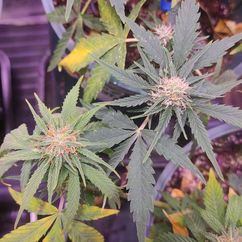Lemon Haze XXL Auto growlog photo: día 76: último ferti antes de limpieza de raices