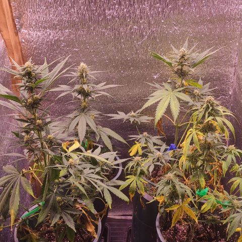 Lemon Haze XXL Auto growlog photo: día 76: último ferti antes de limpieza de raices