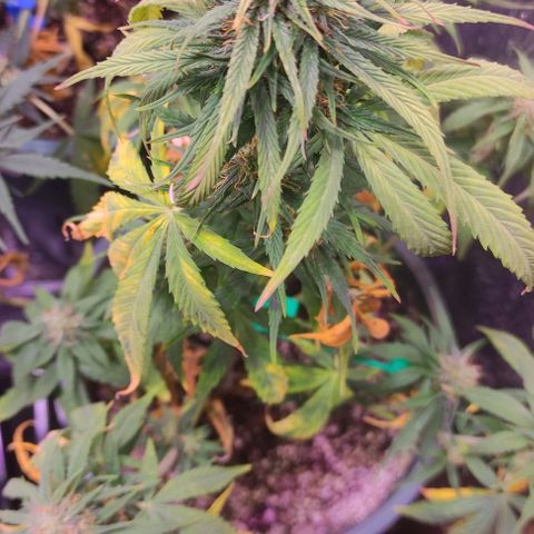 Lemon Haze XXL Auto growlog photo: día 76: último ferti antes de limpieza de raices