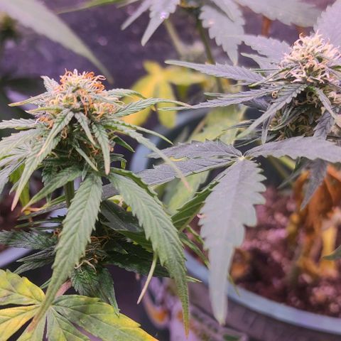 Lemon Haze XXL Auto growlog photo: día 76: último ferti antes de limpieza de raices