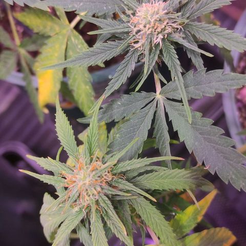 Lemon Haze XXL Auto growlog photo: día 76: último ferti antes de limpieza de raices
