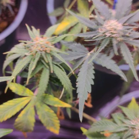 Lemon Haze XXL Auto growlog photo: día 76: último ferti antes de limpieza de raices