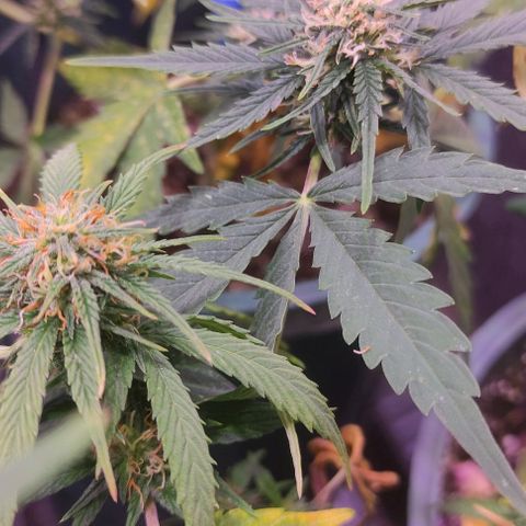 Lemon Haze XXL Auto growlog photo: día 76: último ferti antes de limpieza de raices