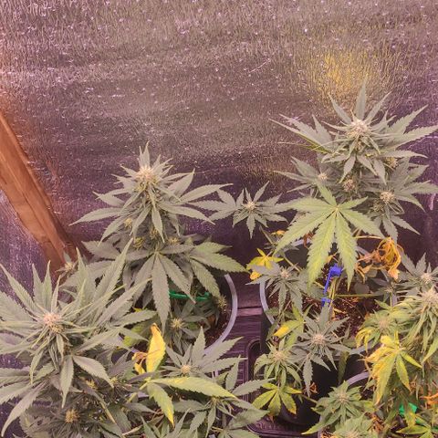 Lemon Haze XXL Auto growlog photo: día 76: último ferti antes de limpieza de raices