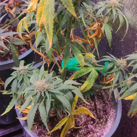 Lemon Haze XXL Auto growlog photo: día 76: último ferti antes de limpieza de raices