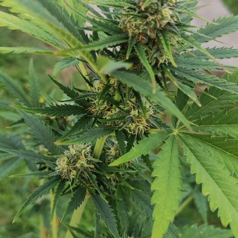 Lemon Haze XXL Auto growlog timeline photo