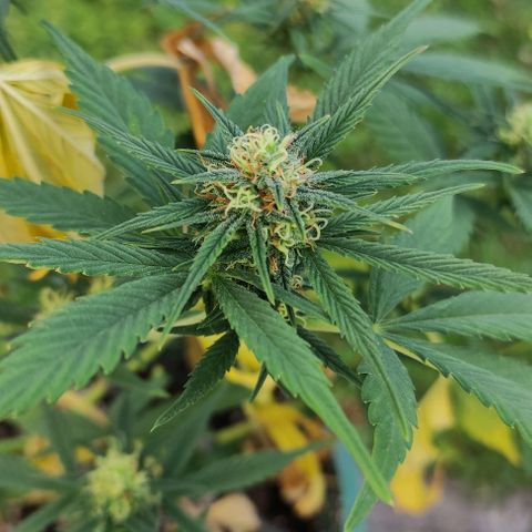 Lemon Haze XXL Auto growlog timeline photo