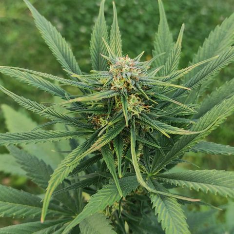 Lemon Haze XXL Auto growlog timeline photo