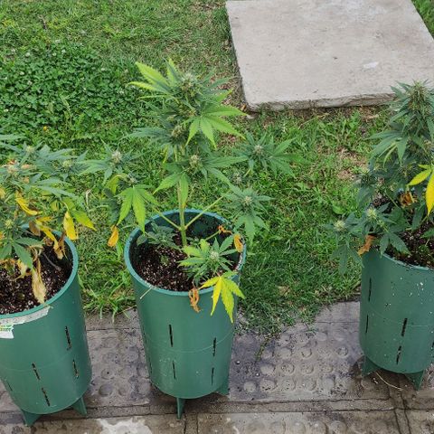 Lemon Haze XXL Auto growlog timeline photo