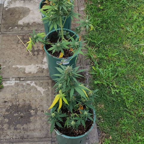 Lemon Haze XXL Auto growlog timeline photo
