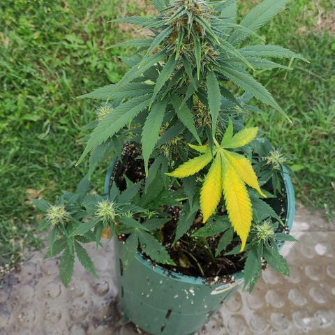 Lemon Haze XXL Auto growlog timeline photo