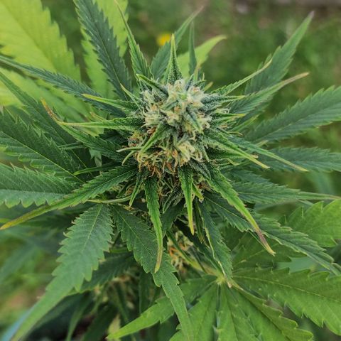 Lemon Haze XXL Auto growlog timeline photo