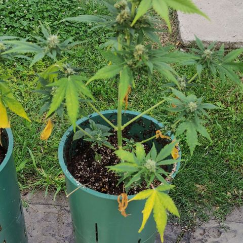 Lemon Haze XXL Auto growlog timeline photo