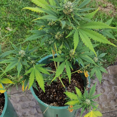 Lemon Haze XXL Auto growlog timeline photo