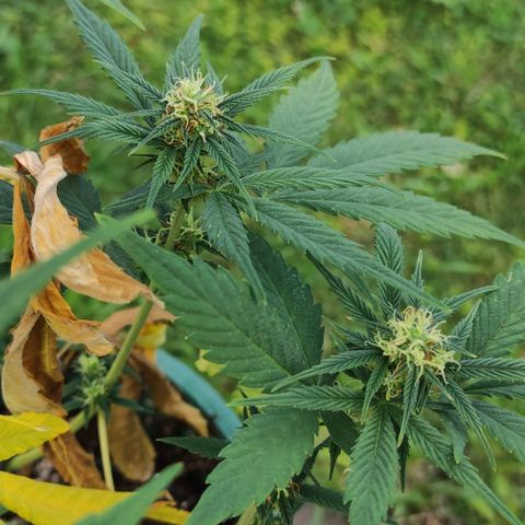 Lemon Haze XXL Auto growlog timeline photo