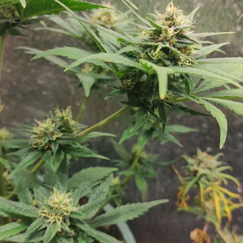 Lemon Haze XXL Auto growlog photo: cosecha