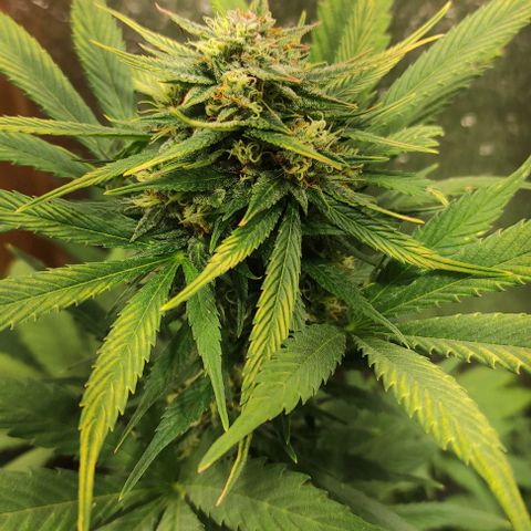 Lemon Haze XXL Auto growlog photo: cosecha