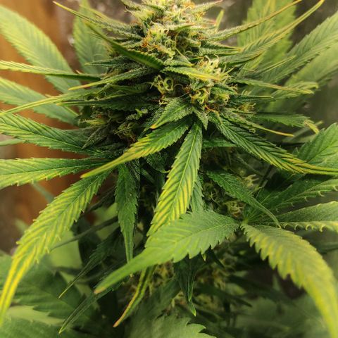 Lemon Haze XXL Auto growlog photo: cosecha