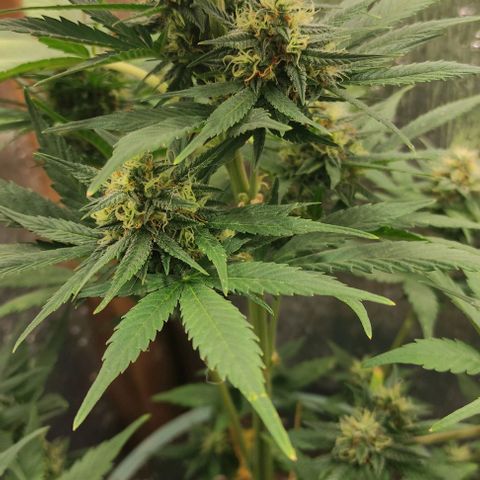 Lemon Haze XXL Auto growlog photo: cosecha