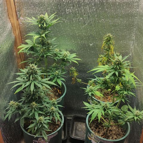Lemon Haze XXL Auto growlog photo: cosecha