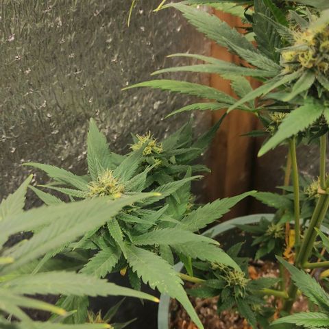 Lemon Haze XXL Auto growlog photo: cosecha