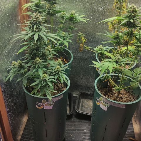 Lemon Haze XXL Auto growlog photo: cosecha