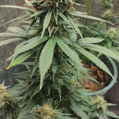 Lemon Haze XXL Auto growlog photo: cosecha