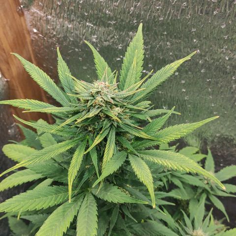 Lemon Haze XXL Auto growlog photo: cosecha
