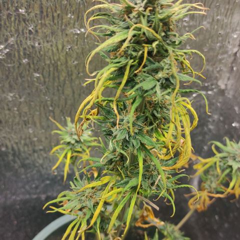 Lemon Haze XXL Auto growlog photo: cosecha