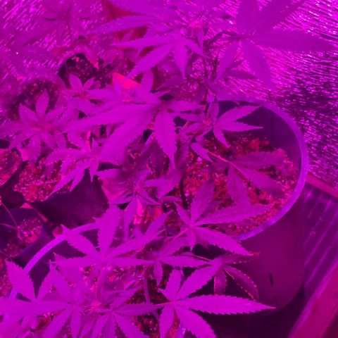 AutoEuforia growlog timeline photo