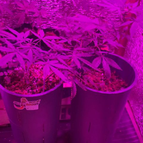 AutoEuforia growlog timeline photo