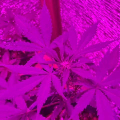 AutoEuforia growlog timeline photo