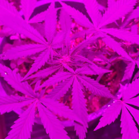 AutoEuforia growlog timeline photo