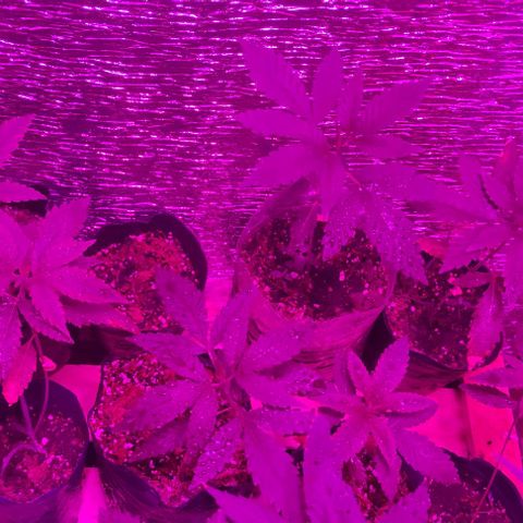Genética desconocida growlog timeline photo