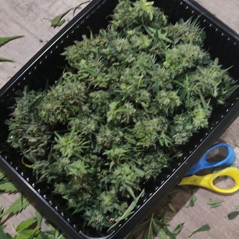 Lemon Haze XXL Auto growlog timeline photo