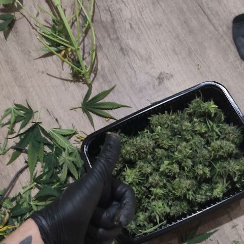 Lemon Haze XXL Auto growlog timeline photo