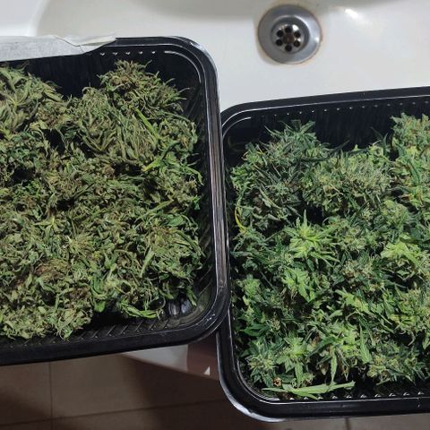 Lemon Haze XXL Auto growlog timeline photo