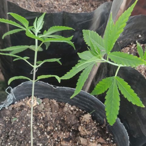 Genética desconocida growlog timeline photo