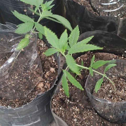Genética desconocida growlog timeline photo